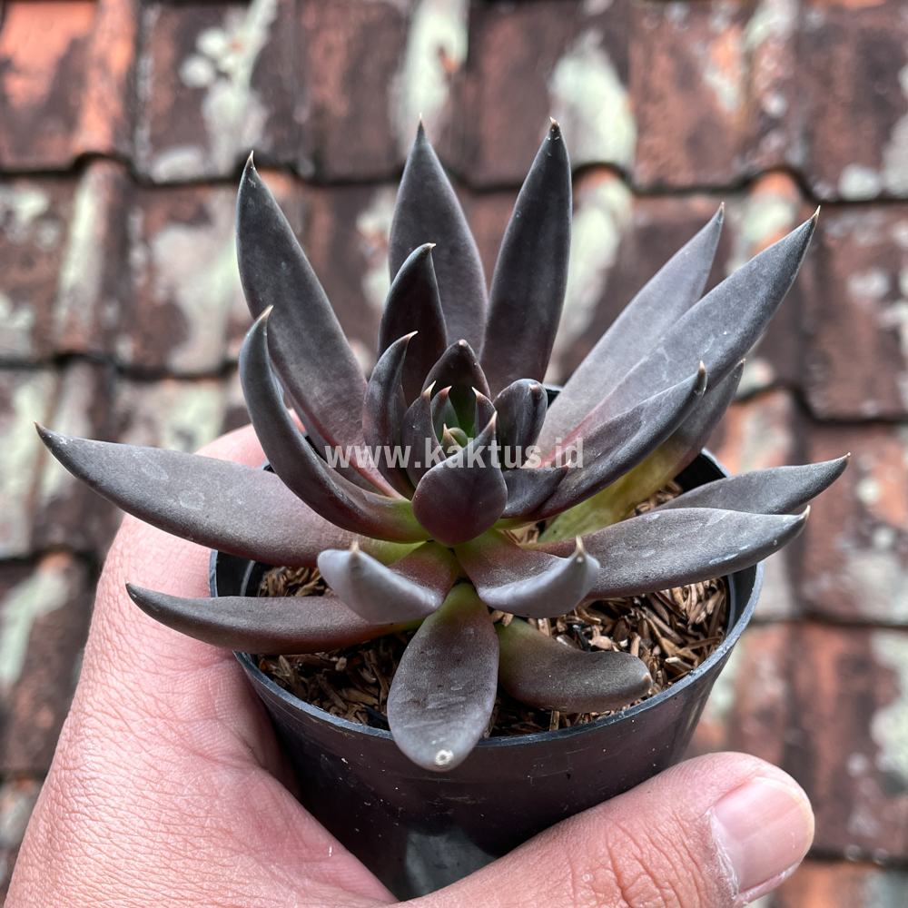 kaktus.id