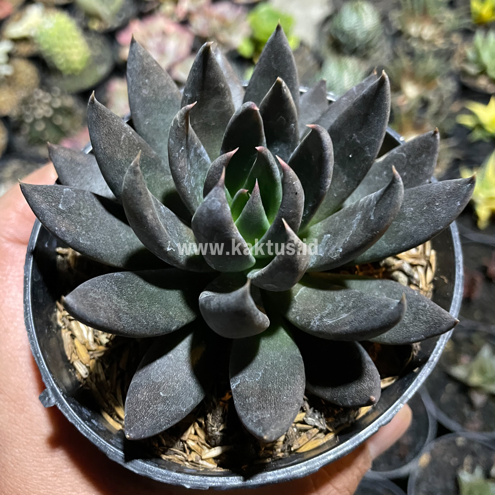kaktus.id