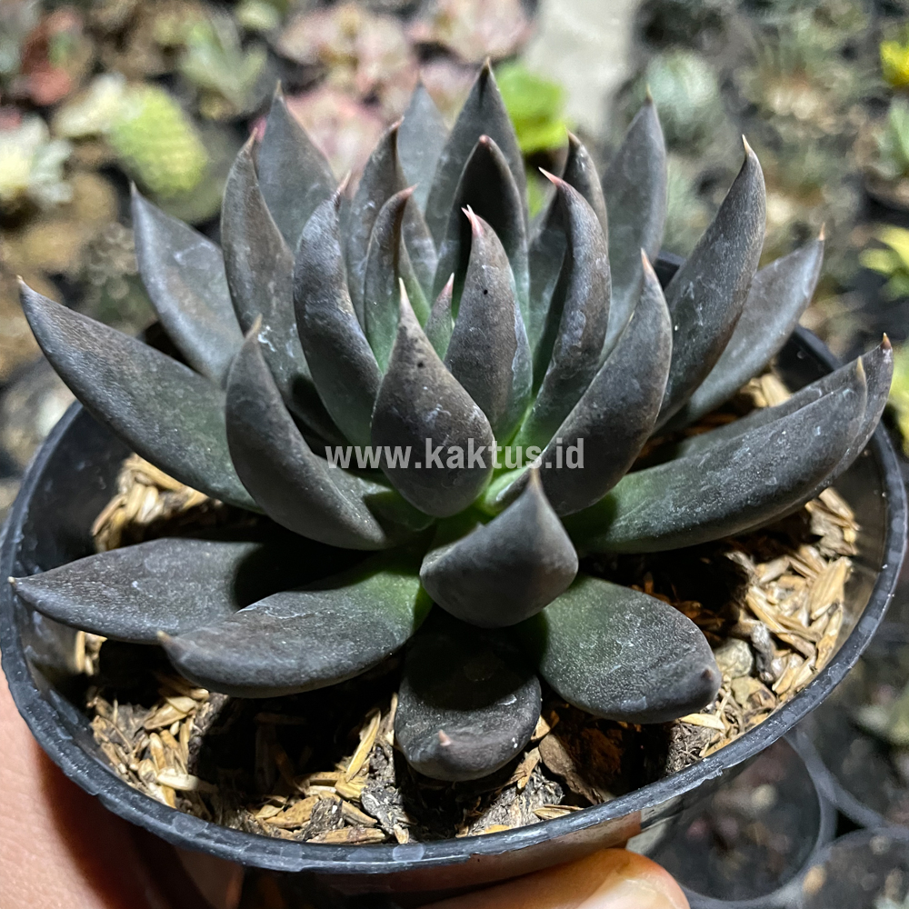 kaktus.id