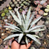 Agave Macrocantha Black-spined, real gallery image #2 plants. Picture taken directly from kaktus.id community Agave farmer green houses.