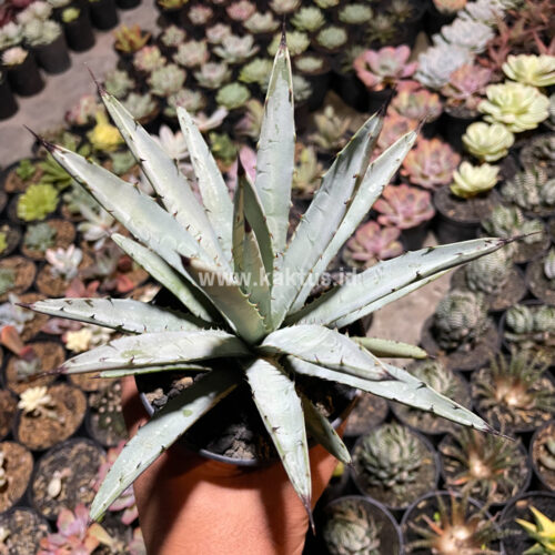 Agave Macrocantha Black-spined, real gallery image #3 plants. Picture taken directly from kaktus.id community Agave farmer green houses.