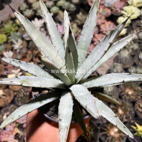 Agave Macrocantha Black-spined, real gallery image #1 plants. Picture taken directly from kaktus.id community Agave farmer green houses.