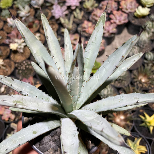 Agave Macrocantha Black-spined, real gallery image #4 plants. Picture taken directly from kaktus.id community Agave farmer green houses.