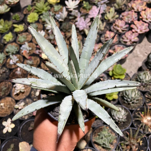 Agave Macrocantha Black-spined, real gallery image #5 plants. Picture taken directly from kaktus.id community Agave farmer green houses.