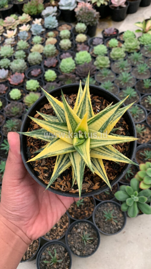Haworthia Limifolia Hybrid Variegated, real gallery image #2 plants. Picture taken directly from kaktus.id community Haworthia farmer green houses.