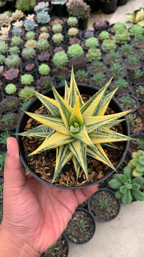 Haworthia Limifolia Hybrid Variegated, real gallery image #3 plants. Picture taken directly from kaktus.id community Haworthia farmer green houses.