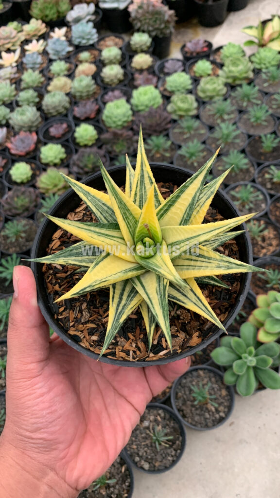kaktus.id