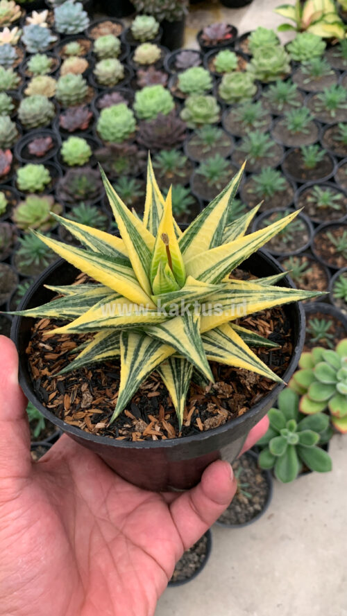 Haworthia Limifolia Hybrid Variegated, real gallery image #4 plants. Picture taken directly from kaktus.id community Haworthia farmer green houses.