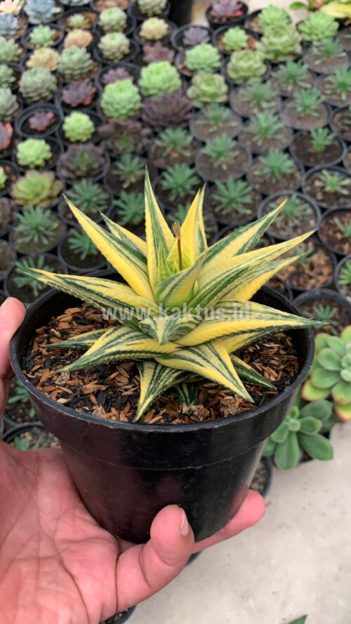 Haworthia Limifolia Hybrid Variegated, real gallery image #5 plants. Picture taken directly from kaktus.id community Haworthia farmer green houses.