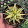 Haworthia Limifolia Hybrid Variegated, real feature image plant. Picture taken directly from kaktus.id community Haworthia farmer green houses.