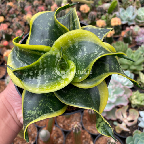 Sansevieria Tsunami Twister, real gallery image #7 plants. Picture taken directly from kaktus.id community Sansevieria farmer green houses.