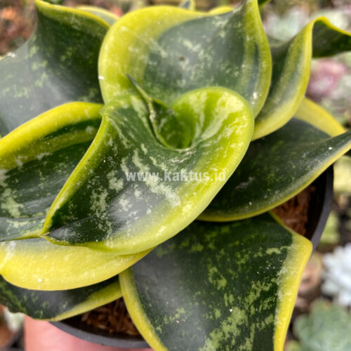 Sansevieria Tsunami Twister, real gallery image #6 plants. Picture taken directly from kaktus.id community Sansevieria farmer green houses.