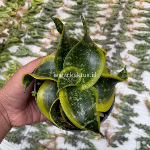 Sansevieria Tsunami Twister, real gallery image #5 plants. Picture taken directly from kaktus.id community Sansevieria farmer green houses.