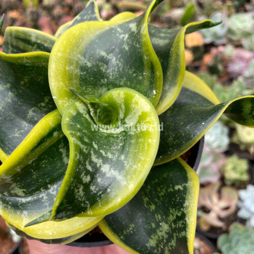 Sansevieria Tsunami Twister, real gallery image #10 plants. Picture taken directly from kaktus.id community Sansevieria farmer green houses.