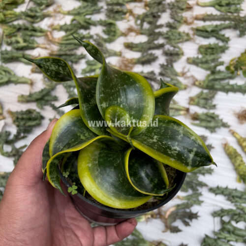 Sansevieria Tsunami Twister, real gallery image #3 plants. Picture taken directly from kaktus.id community Sansevieria farmer green houses.