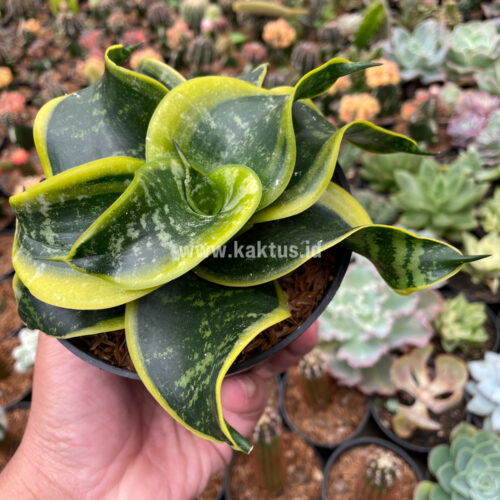 Sansevieria Tsunami Twister, real gallery image #9 plants. Picture taken directly from kaktus.id community Sansevieria farmer green houses.