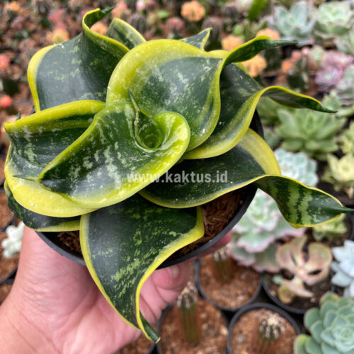 Sansevieria Tsunami Twister, real gallery image #8 plants. Picture taken directly from kaktus.id community Sansevieria farmer green houses.