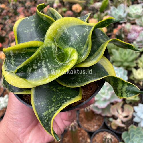 Sansevieria Tsunami Twister, real gallery image #1 plants. Picture taken directly from kaktus.id community Sansevieria farmer green houses.