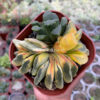 Haworthia Truncata Maughanii Variegated Cluster, real feature image plant. Picture taken directly from kaktus.id community Haworthia farmer green houses.