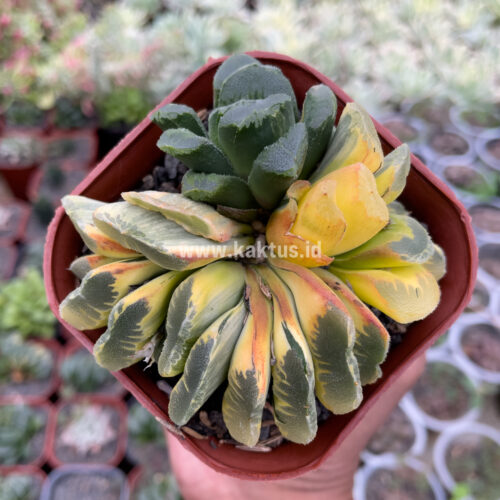 810. Haworthia Truncata Maughanii Variegated Cluster