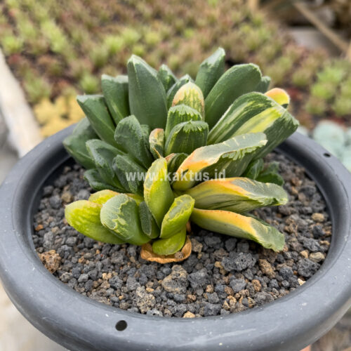 Haworthia Truncata Maughanii Variegated Cluster, real gallery image #7 plants. Picture taken directly from kaktus.id community Haworthia farmer green houses.
