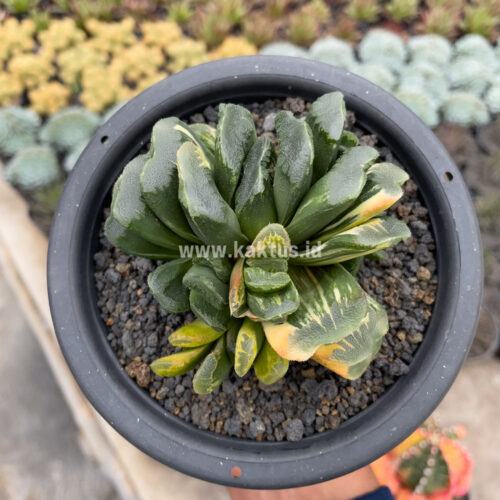 Haworthia Truncata Maughanii Variegated Cluster, real gallery image #1 plants. Picture taken directly from kaktus.id community Haworthia farmer green houses.