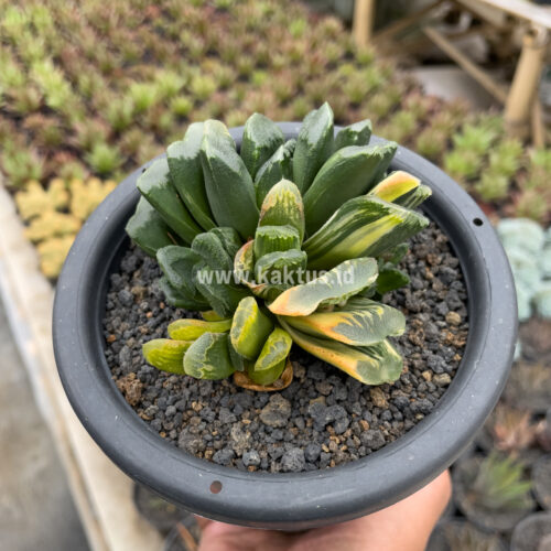 Haworthia Truncata Maughanii Variegated Cluster, real gallery image #5 plants. Picture taken directly from kaktus.id community Haworthia farmer green houses.