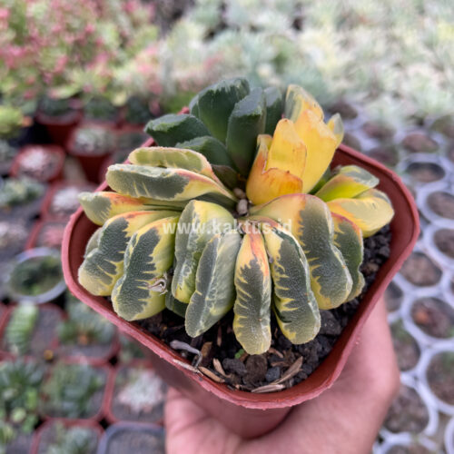 Haworthia Truncata Maughanii Variegated Cluster, real gallery image #2 plants. Picture taken directly from kaktus.id community Haworthia farmer green houses.