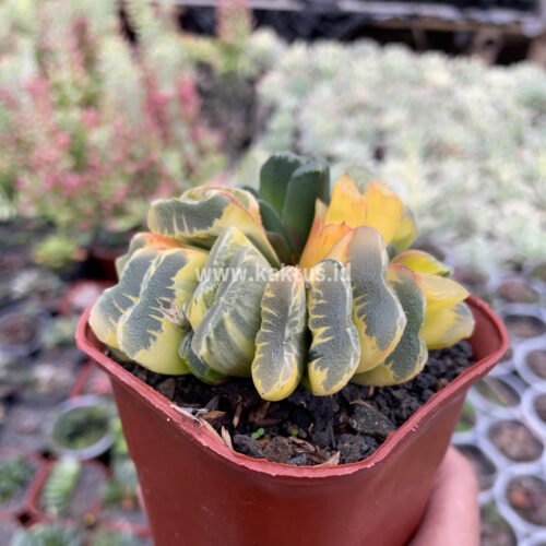 Haworthia Truncata Maughanii Variegated Cluster, real gallery image #6 plants. Picture taken directly from kaktus.id community Haworthia farmer green houses.