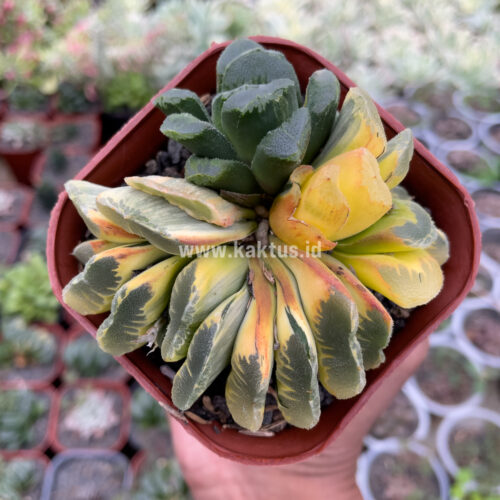 Haworthia Truncata Maughanii Variegated Cluster, real gallery image #3 plants. Picture taken directly from kaktus.id community Haworthia farmer green houses.