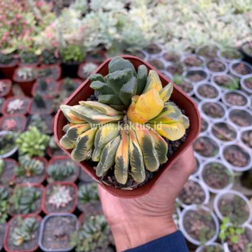 Haworthia Truncata Maughanii Variegated Cluster, real gallery image #4 plants. Picture taken directly from kaktus.id community Haworthia farmer green houses.