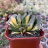 Haworthia Truncata Maughanii Variegated, real gallery image #3 plants. Picture taken directly from kaktus.id community Haworthia farmer green houses.