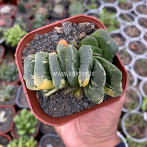 Haworthia Truncata Maughanii Variegated, real gallery image #2 plants. Picture taken directly from kaktus.id community Haworthia farmer green houses.