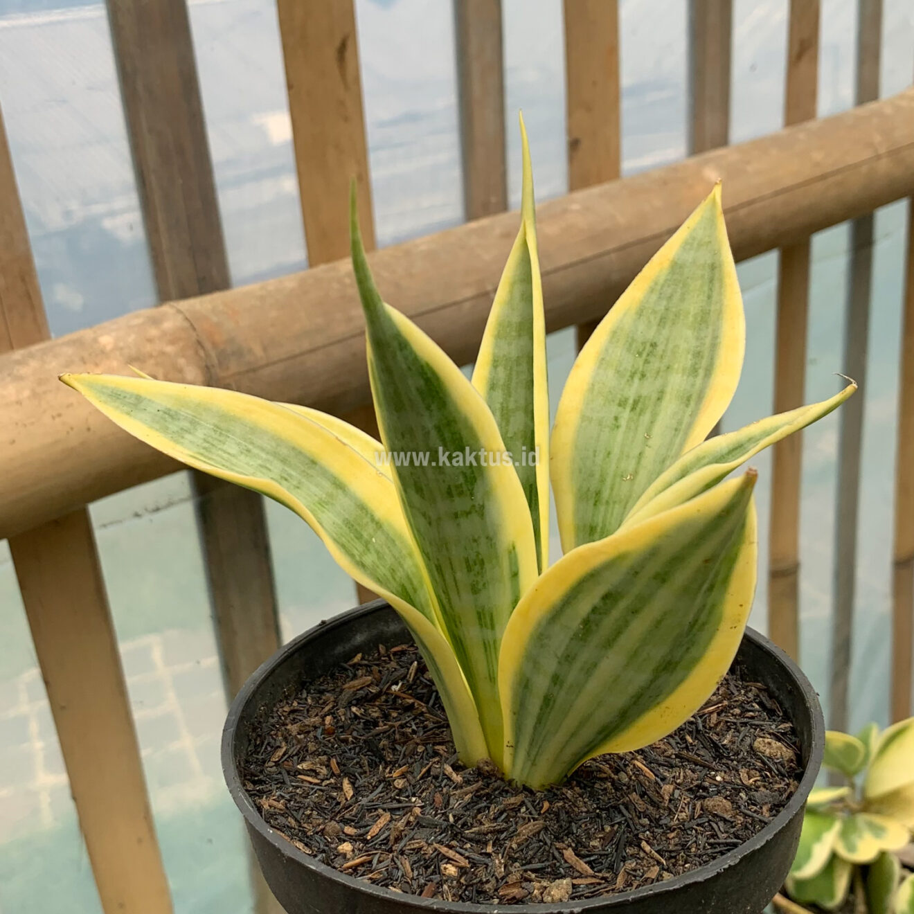 Sansevieria Yellow Stripe, real gallery image #9 plants. Picture taken directly from kaktus.id community Sansevieria farmer green houses.