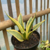 Sansevieria Yellow Stripe, real gallery image #8 plants. Picture taken directly from kaktus.id community Sansevieria farmer green houses.