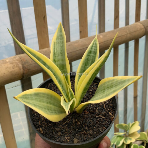 Sansevieria Yellow Stripe, real gallery image #7 plants. Picture taken directly from kaktus.id community Sansevieria farmer green houses.