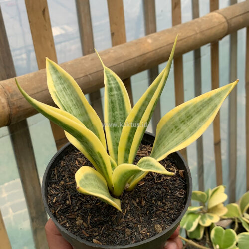 Sansevieria Yellow Stripe, real gallery image #5 plants. Picture taken directly from kaktus.id community Sansevieria farmer green houses.