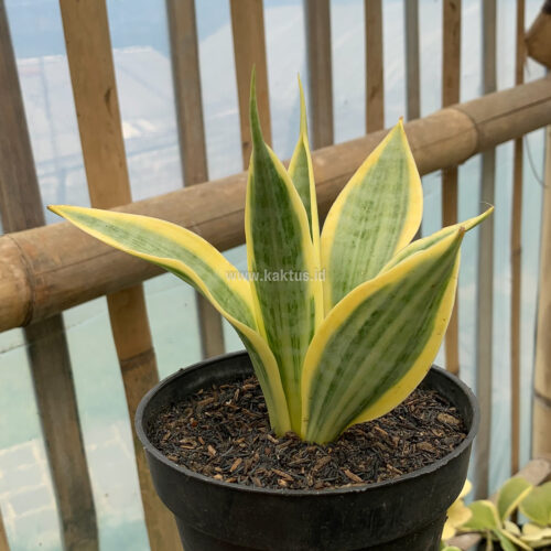 Sansevieria Yellow Stripe, real gallery image #3 plants. Picture taken directly from kaktus.id community Sansevieria farmer green houses.