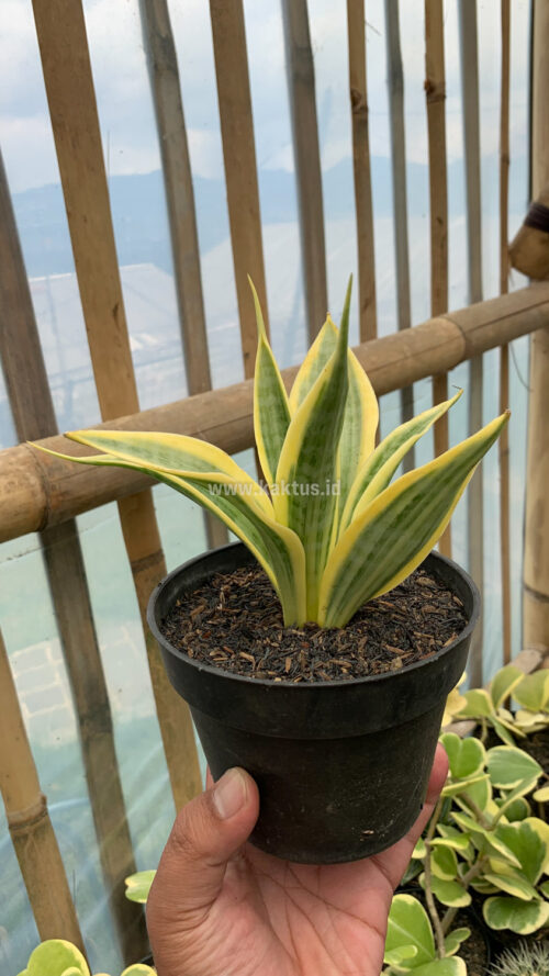 Sansevieria Yellow Stripe, real gallery image #1 plants. Picture taken directly from kaktus.id community Sansevieria farmer green houses.