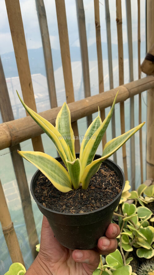 Sansevieria Yellow Stripe, real gallery image #10 plants. Picture taken directly from kaktus.id community Sansevieria farmer green houses.