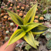 Sansevieria Gold Flame, real gallery image #2 plants. Picture taken directly from kaktus.id community Sansevieria farmer green houses.