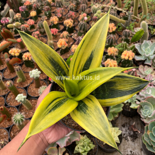 Sansevieria Gold Flame, real gallery image #3 plants. Picture taken directly from kaktus.id community Sansevieria farmer green houses.