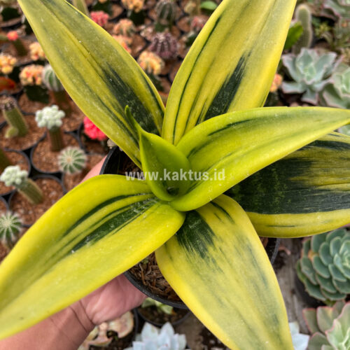 Sansevieria Gold Flame, real gallery image #1 plants. Picture taken directly from kaktus.id community Sansevieria farmer green houses.