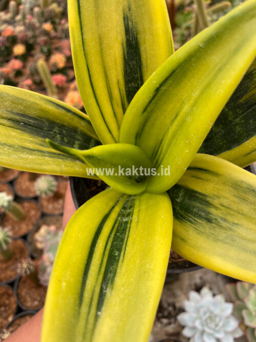 Sansevieria Gold Flame, real gallery image #4 plants. Picture taken directly from kaktus.id community Sansevieria farmer green houses.