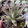 Haworthia Pumila Silver Variegated, real feature image plant. Picture taken directly from kaktus.id community Haworthia farmer green houses.