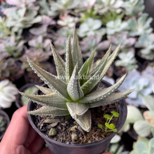 Haworthia Pumila Silver Variegated, real gallery image #2 plants. Picture taken directly from kaktus.id community Haworthia farmer green houses.