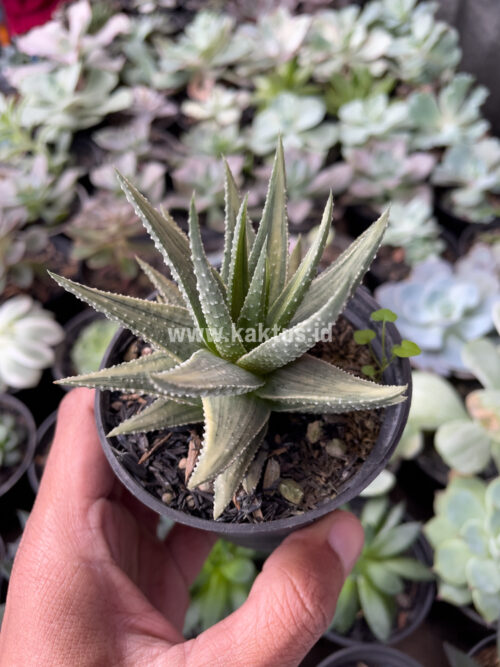 Haworthia Pumila Silver Variegated, real gallery image #3 plants. Picture taken directly from kaktus.id community Haworthia farmer green houses.