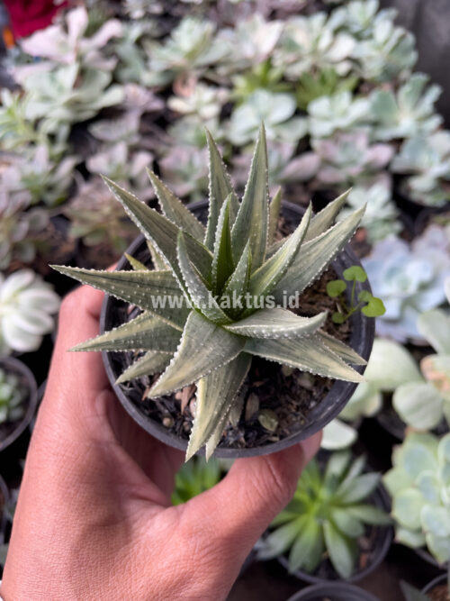 Haworthia Pumila Silver Variegated, real gallery image #4 plants. Picture taken directly from kaktus.id community Haworthia farmer green houses.