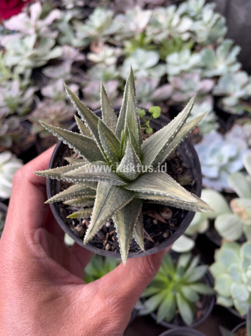 Haworthia Pumila Silver Variegated, real gallery image #5 plants. Picture taken directly from kaktus.id community Haworthia farmer green houses.