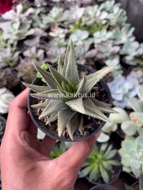 Haworthia Pumila Silver Variegated, real gallery image #6 plants. Picture taken directly from kaktus.id community Haworthia farmer green houses.